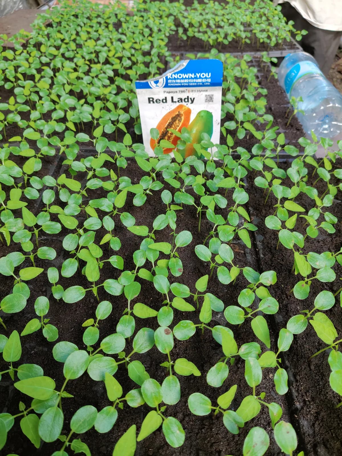 Plantule Red lady papaya